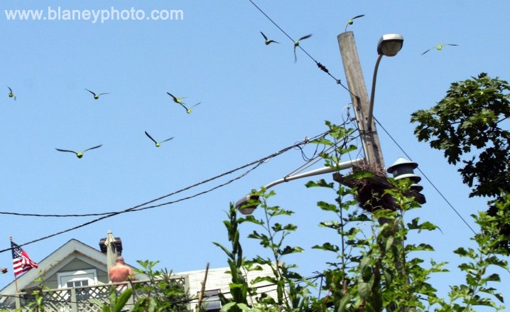 The Wild Parrots of Edgewater