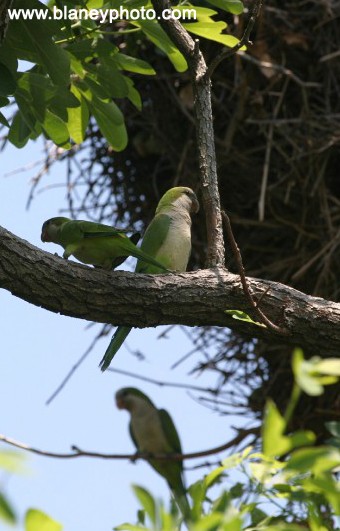 Parrots in new store jersey