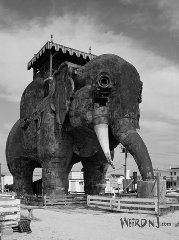 The History of Lucy, The World's Greatest Elephant 