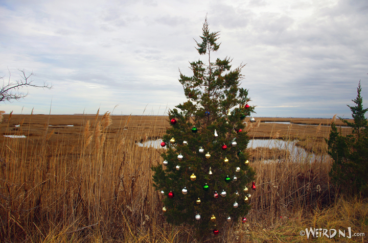 O Tuckerton Tannenbaum, O Tuckerton Tannenbaum