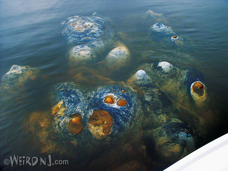 Beware of the BLOB: It Came from the Jersey Shore!